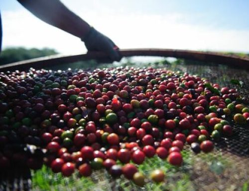 Agricultura brasileira ultrapassa R$ 1,14 trilhão no Valor Bruto da Produção